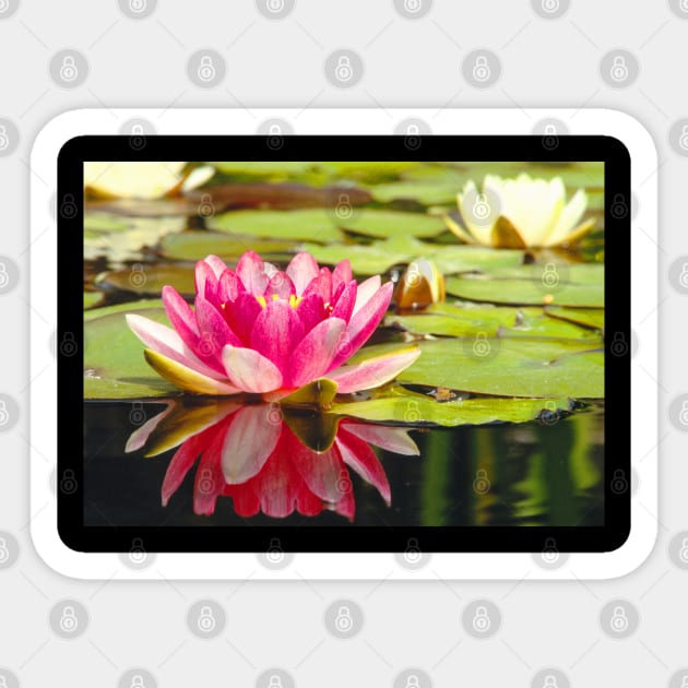 Meditation Wall Art Print - Water Lily Meditation - canvas, Photo print, artboard print, poster Canvas Print Sticker by DigillusionStudio